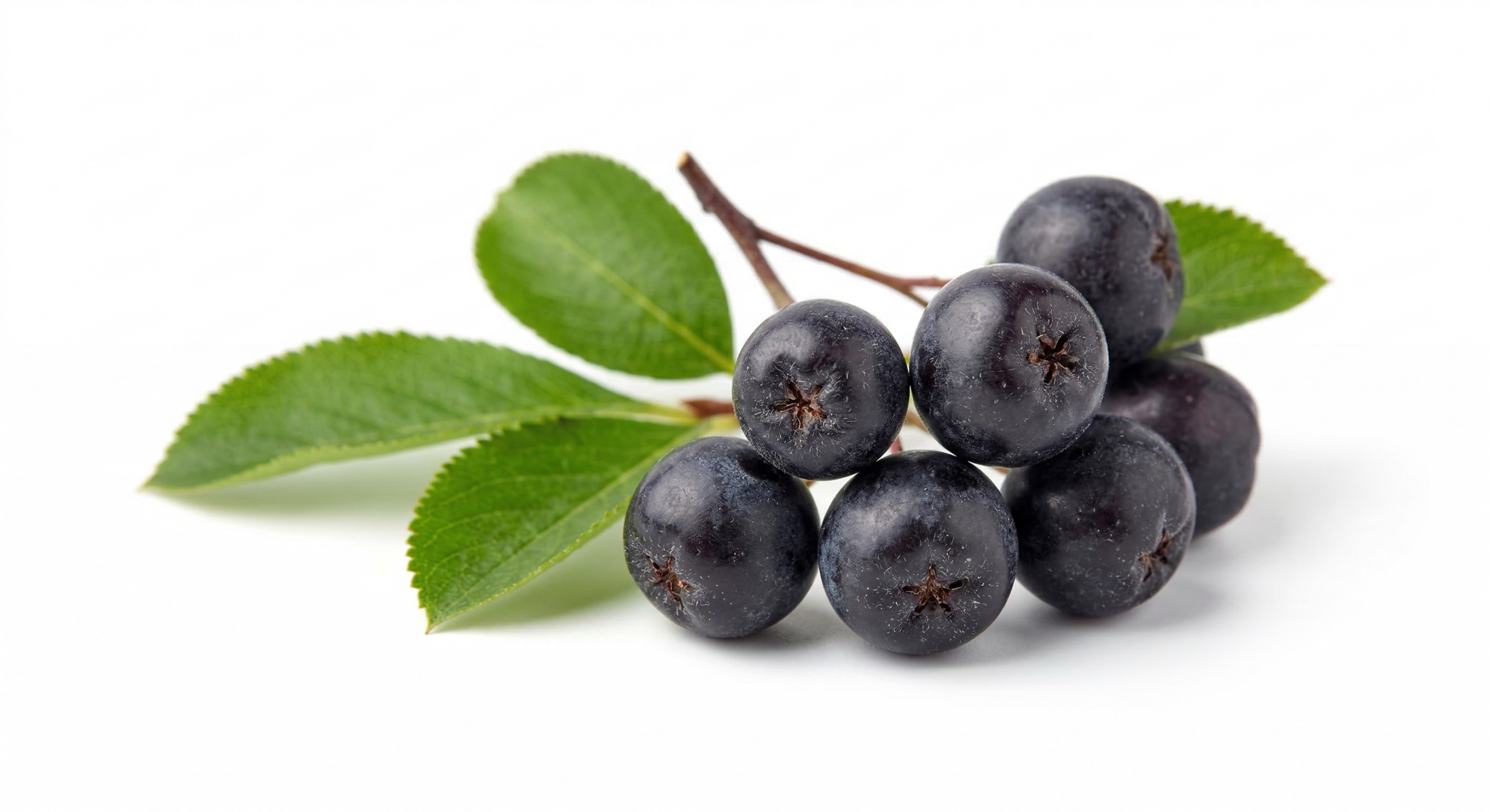 Aronia