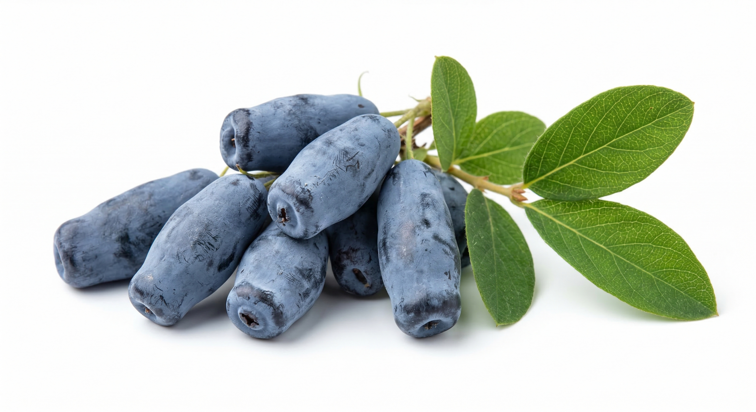 Jagoda kamczacka Haskap